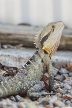 Australian Eastern water dragon (Physignathus lesueurii), Lone Pine Koala Sanctuary, Brisbane,