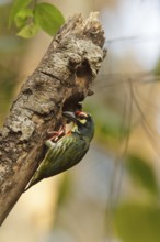 Coppersmith Barbet (Psilopogon haemacephalus), Khao Yai, Thailand