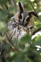 Long-eared Owl (Asio otus), Zurich, Switzerland