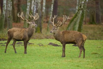 Two stags with large antlers standing in a meadow in an autumnal forest, red deer (Cervus elaphus),