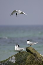 Sandwich Tern (Thalasseus sandvicensis) displaying in flight, Mecklenburg-Western Pomerania