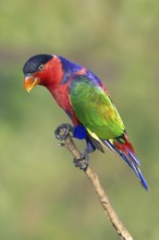 Black-capped Lory (Lorius lory) captive, Queensland, Australia