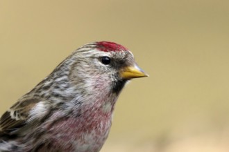 Grote barmsijs; Mealy Redpoll, Acanthis flammea