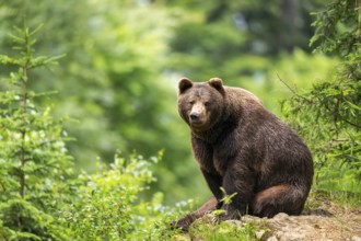 Eurasian brown bear (Ursus arctos arctos) sitting on a rock, Bavarian Forest, Bavaria, Germany