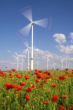 Wind farm, field with flower strips, insect-friendly border of fields with mixed flowers, poppies,