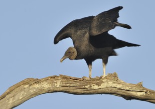 Black Vulture (Coragyps atratus)