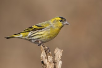 Eurasian Siskin (Spinus spinus) male, Lower Saxony, Germany