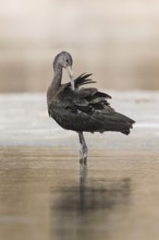 Glossy Ibis (Plegadis falcinellus) preening, Eilat, Israel