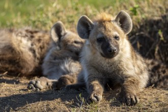 Two young spotted hyenas rest on the grass under the warm savannah sun. Their fur blends with the