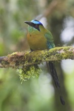 Amazonian Motmot (Momotus lessonii), Costa Rica