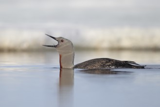 Red-throated Loon (Gavia stellata), Alaska, USA