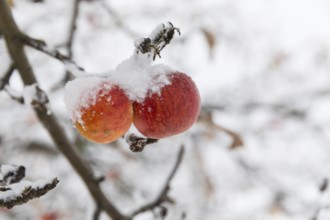 Ripe apples covered in snow on the branches of an apple tree, onset of winter in Oberwartha,