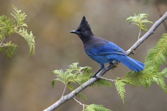 Steller's Jay (Cyanocitta stelleri), British Columbia, Canada