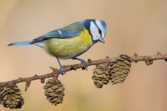 Eurasian Blue Tit (Cyanistes caeruleus) perched on a branch, Lower Saxony, Germany