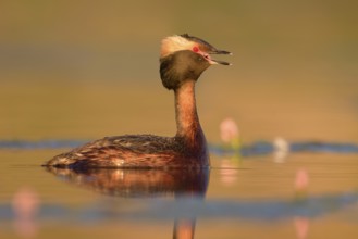 Horned Grebe (Podiceps auritus) calling, British Columbia, Canada