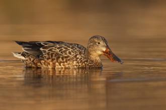 Northern Shoveler (Spatula clypeata) female, British Columbia, Canada