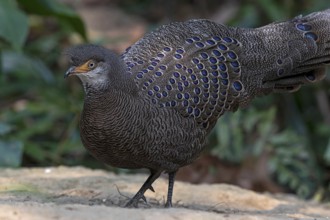 Grey Peacock-Pheasant (Polyplectron bicalcaratum) male foraging, Yunnan, China