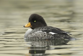 Barrow's Goldeneye (Bucephala islandica) female, British Columbia, Canada