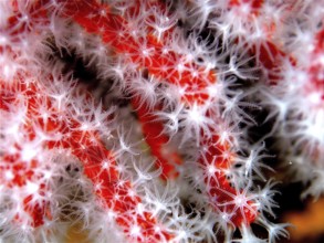Precious coral (Corallium rubrum)