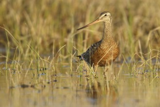 Hudsonian Godwit (Limosa haemastica), Manitoba, Canada