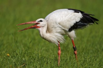 White Stork (Ciconia ciconia) foraging, North Rhine-Westphalia, Germany