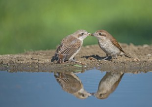 Red-backed Shrike (Lanius collurio) female feeding young, Aosta Valley, Italy