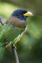 Great Barbet (Psilopogon virens clamator) perched on a branch, Yunnan, China