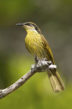 Varied Honeyeater (Gavicalis versicolor), Queensland, Australia