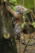 A tiger cub explores while climbing up a tree, full of the joy of discovery, Siberian tiger