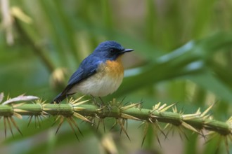 Tickell's Blue Flycatcher (Cyornis tickelliae) male perched on a branch, Cat Tien National Park,