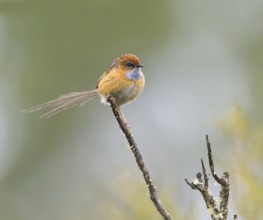 Southern Emu-wren (Stipiturus malachurus) male, Victoria, Australia