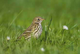 Meadow Pipit (Anthus pratensis), Schleswig-Holstein, Germany