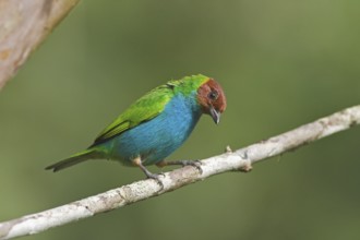 Bay-headed Tanager (Tangara gyrola), Costa Rica