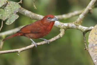 Hepatic Tanager (Piranga flava) perched on a branch in Costa Rica