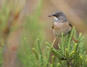 Spectacled Warbler (Sylvia conspicillata) male, Lisbon, Portugal