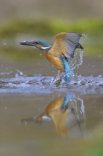 Kingfisher (Alcedo atthis), taking off from the water with a fish in its beak, Lechauen, Bavaria,