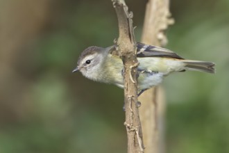 Tawny-rumped Tyrannulet (Phyllomyias uropygialis) perched on a branch in Bolivia, South America