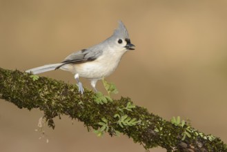 Tufted Titmouse (Baeolophus bicolor) singing, Texas, USA