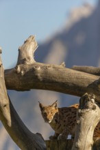 One Eurasian lynx, (Lynx lynx), resting high up on a dead tree. Side view with mountains in the