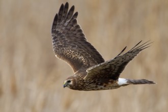 Northern Harrier (Circus hudsonius) juvenile flying, Utah, USA