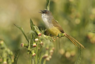 Yellow-bellied Prinia (Prinia flaviventris) male singing, Doi Lang, Thailand