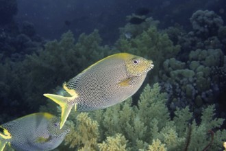 Spotted rabbitfish (Siganus stellatus laqueus)