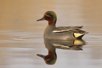 Eurasian Teal (Anas crecca) male, Utrecht, Netherlands