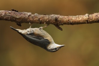 Eurasian Nuthatch (Sitta europaea), Utrecht, Netherlands