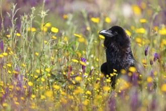 Raven, Common Raven, Raven, (Corvus cor), Grand Corbeau, Hides De Calera / Valley Hide, Calera Y