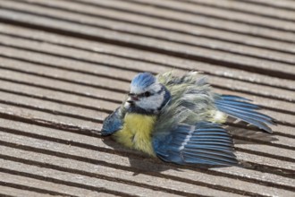 Eurasian Blue Tit (Cyanistes caeruleus) sunbathing on wood terrace, Mecklenburg-Western Pomerania,