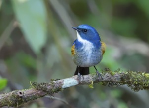 Himalayan Bluetail (Tarsiger rufilatus) male, Thailand