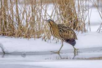 Eurasian bittern, great bittern (Botaurus stellaris) foraging well camouflaged in the snow in reed