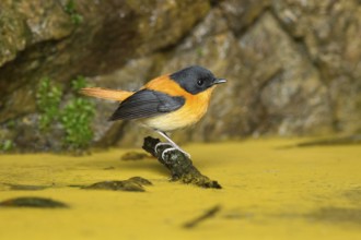 Black-and-orange Flycatcher (Ficedula nigrorufa) male perched on a branch, Kerala, India