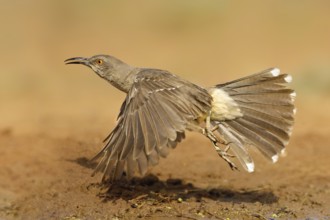 Curve-billed Thrasher (Toxostoma curvirostre) flying, Texas, USA